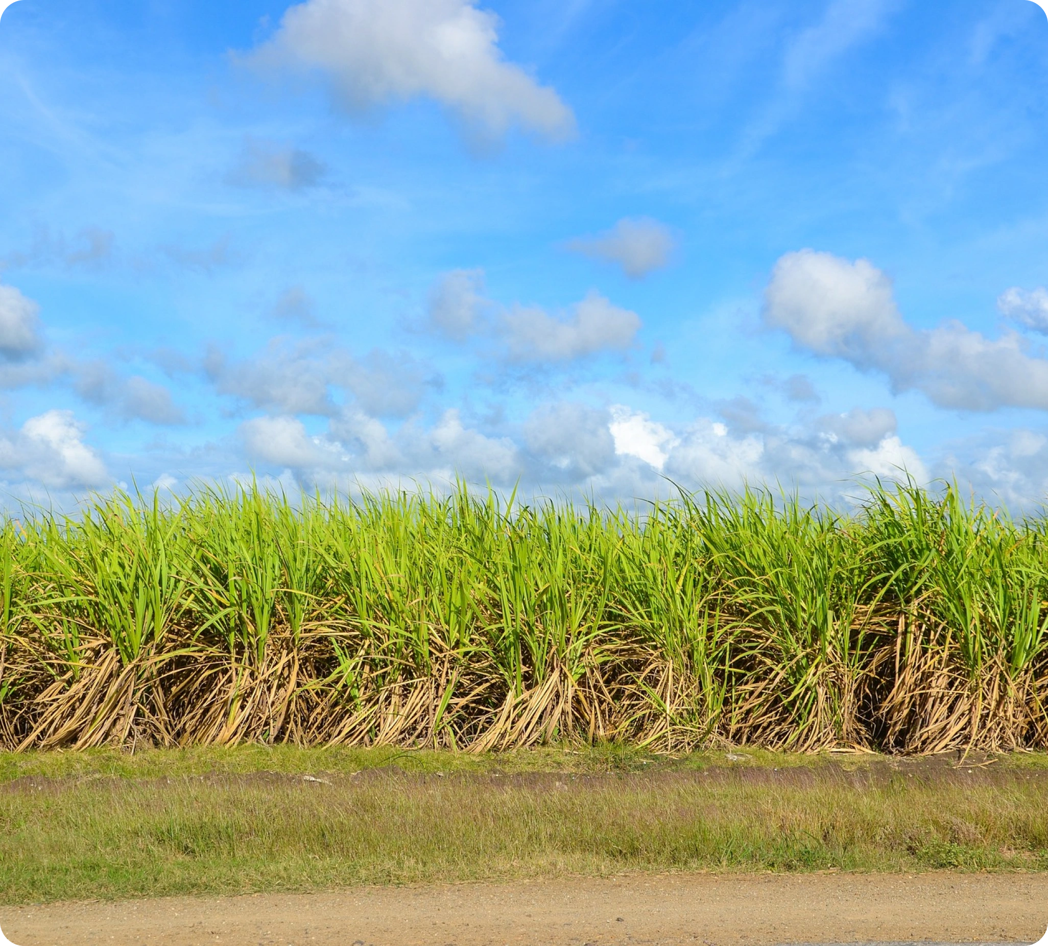 Nzoia Sugar Company